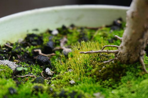 石榴盆里的苔藓